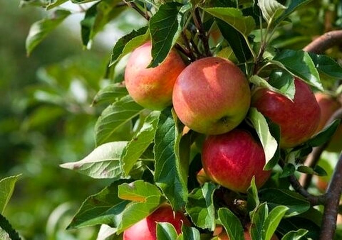 تاثیر شگفت‌انگیز سیب بر بیماری‌های پوستی و تنظیم فشار خون