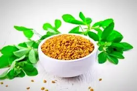 خواص شنبلیله و فواید برگ و روغن آن در زیبایی و سلامت بدن