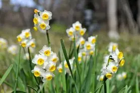 چطور در خانه گل نرگس پرورش دهیم؟