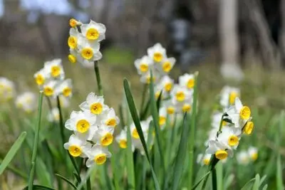 چطور در خانه گل نرگس پرورش دهیم؟
