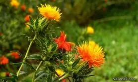 آشنایی و معرفی گیاه “گلرنگ” و نحوه پرورش آن