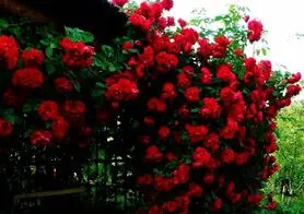 آشنایی با گیاه رز رونده و روش های نگهداری از آن
