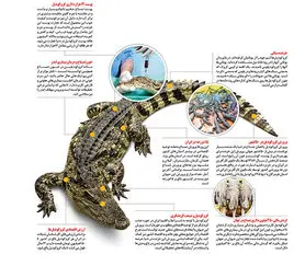 کروکودیل ۶۵۰ میلیون تومان!