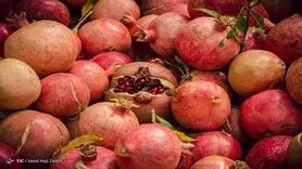 گرانی گوجه فرنگی مقطعی است/ تعادل بازار میوه طی ۲۰ تا ۳۰ روز آینده