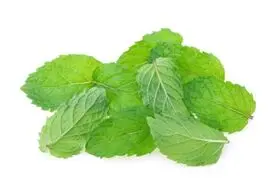 خواص پونه و فواید دارویی درمانی آن
