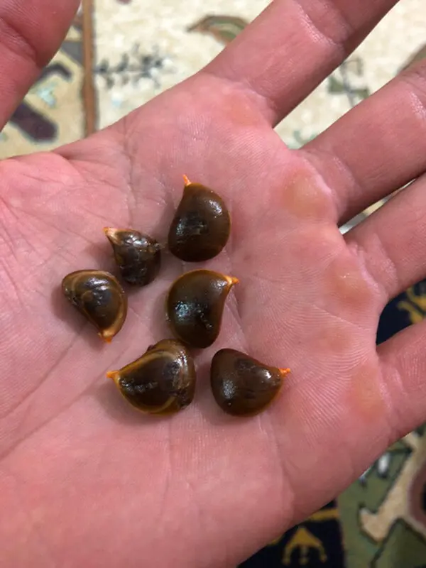آموزش کاشت هسته خرمالو