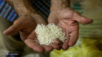 حنان : واردات، ترمز گرانی برنج ایرانی را کشید