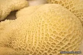فواید و مضرات خوردن سیرابی و شیردان برای بدن