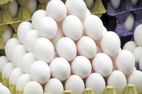 عرضه تخم‌مرغ در بازار باقیمت مصوب/ واردات ۱۰ هزار تن تخم‌مرغ از ترکیه
