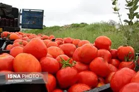 باران گوجه فرنگی را گران کرد
