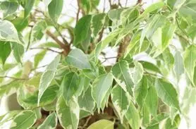 نکات مهم درباره نگهداری از گیاه بنجامین در خانه
