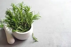 نحوه پرورش گیاه رزماری در خانه