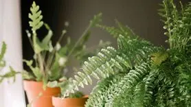 آموزش کاشت و نگهداری سرخس + فیلم