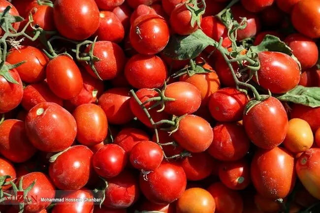 چرا گوجه فرنگی گران شد؟