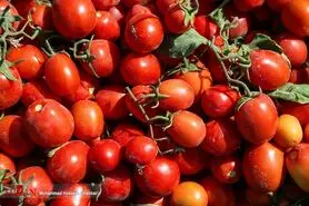 چرا گوجه فرنگی گران شد؟