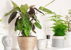 نحوه مراقبت و نگهداری از گیاه آپارتمانی کالاتیا گورخری