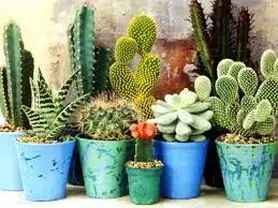 معرفی 5 گیاه تصفیه کننده هوا و زینتی برای منزل