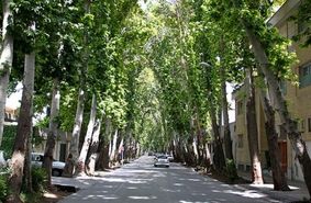 حذف درختان شهر با اره جریمه‌هایی که بازدارنده نیست