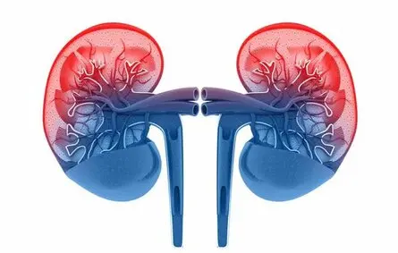 چرا باید کلیه خود را شاد و سلامت نگه دارم؟