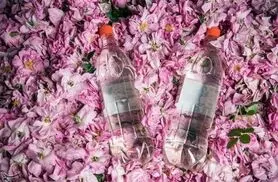 گلاب گیری از گل های برداشت شده از کویر آران و بیدگل آغاز شد