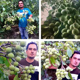 قطب تولید نهال در کشور را بشناسید