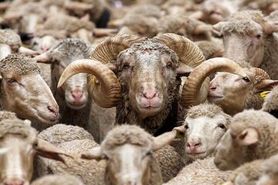 خبر جدید وزارت جهادکشاورزی درباره فروش دام زنده/ فروش گوسفند با کارت ملی واقعیت دارد؟
