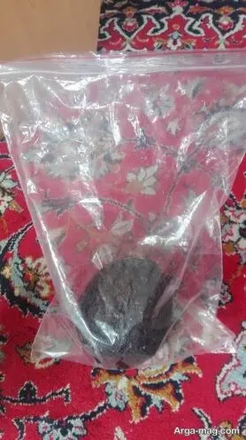 آموزش تصویری کاشت نارگیل در خانه و شرایطی که برای پرورش آن ایجاد کنید