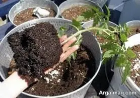 نحوه کاشت و پرورش گوجه گیلاسی در منزل