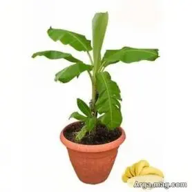 کاشت موز در خانه و اصول نگه داری و پرورش آن