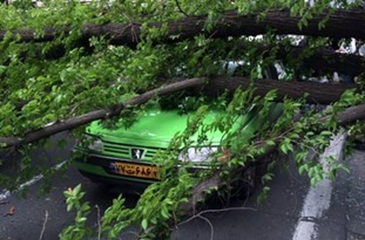 سقوط 7 درخت در روز بارانی اصفهان