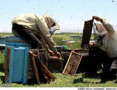 اصفهان رتبه نخست کلنی زنبور عسل کشور را دارد