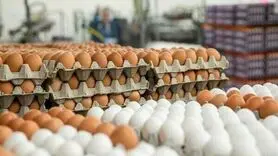ممنوعیت صادرات تخم‌مرغ، سیب‌زمینی، گوجه‌فرنگی و خرما ابلاغ شد