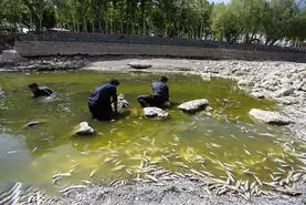 نوشداروی محیط‌زیست پس از مرگ ماهیان زاینده‌رود
