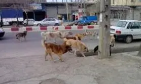 90 مصدوم گاز گرفته شده توسط سگ به دنبال تعیین خسارت 