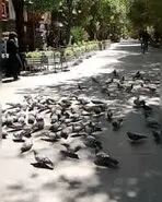 مردی که با یک‌مشت گندم، پرواز را به اصفهان برگرداند