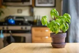 پرورش ریحان: راهنمای گام به گام کاشت در گلدان و باغچه برای برداشت ریحان تازه و معطر