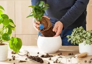 5 نشانه برای تعویض خاک گلدان